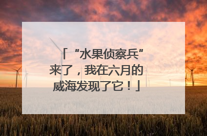 “水果侦察兵”来了，我在六月的威海发现了它！