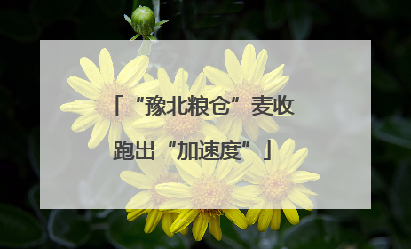 “豫北粮仓”麦收跑出“加速度”