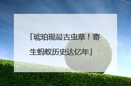 琥珀现最古虫草！寄生蚂蚁历史达亿年