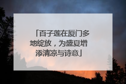 百子莲在厦门多地绽放，为盛夏增添清凉与诗意