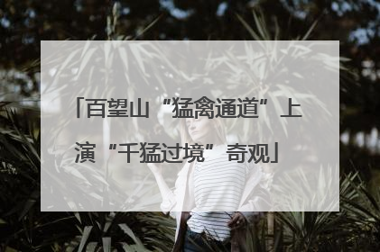 百望山“猛禽通道”上演“千猛过境”奇观