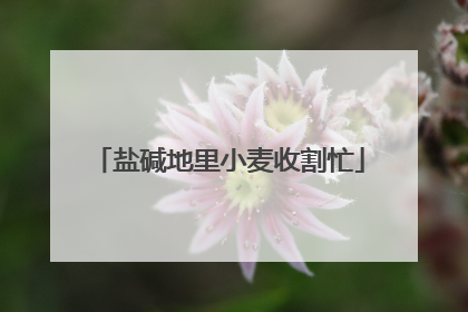 盐碱地里小麦收割忙