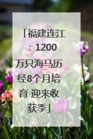 福建连江：1200万只海马历经8个月培育 迎来收获季