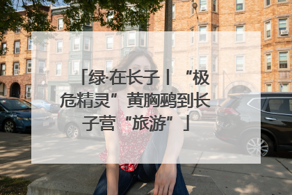 绿·在长子丨“极危精灵”黄胸鹀到长子营“旅游”