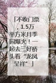 不收门票，1.5万平方米月季园爆火！一起去三好桥头看“龙凤呈祥”