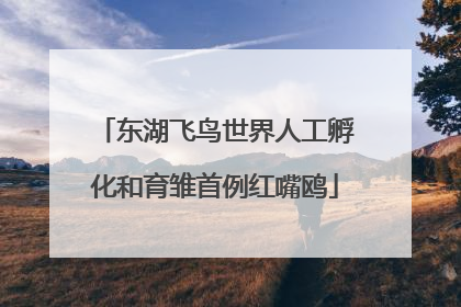 东湖飞鸟世界人工孵化和育雏首例红嘴鸥