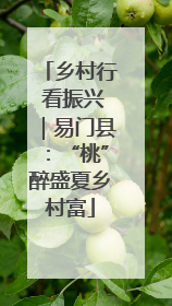 乡村行 看振兴｜易门县：“桃”醉盛夏乡村富