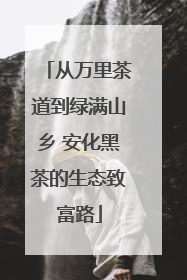 从万里茶道到绿满山乡 安化黑茶的生态致富路