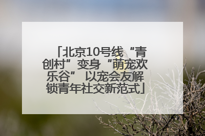 北京10号线“青创村”变身“萌宠欢乐谷” 以宠会友解锁青年社交新范式