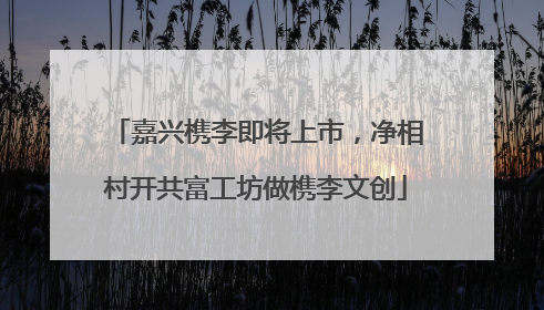 嘉兴槜李即将上市，净相村开共富工坊做槜李文创