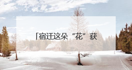 宿迁这朵“花”获央媒、省媒点赞！