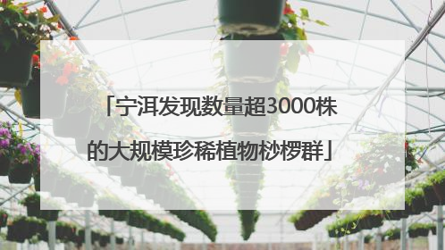 宁洱发现数量超3000株的大规模珍稀植物桫椤群