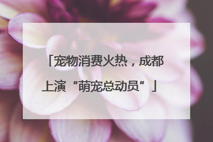 宠物消费火热，成都上演“萌宠总动员”