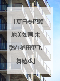夏日秦巴腹地美如画 朱鹮在稻田里飞舞嬉戏