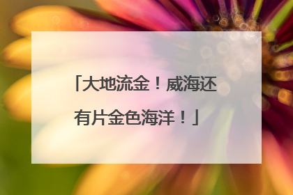 大地流金！威海还有片金色海洋！
