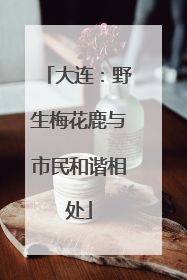 大连：野生梅花鹿与市民和谐相处