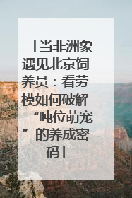当非洲象遇见北京饲养员：看劳模如何破解“吨位萌宠”的养成密码