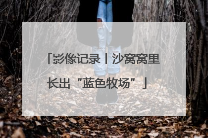 影像记录丨沙窝窝里长出“蓝色牧场”