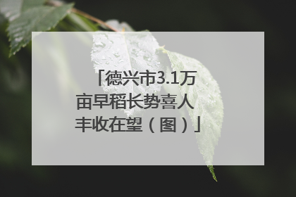 德兴市3.1万亩早稻长势喜人 丰收在望（图）
