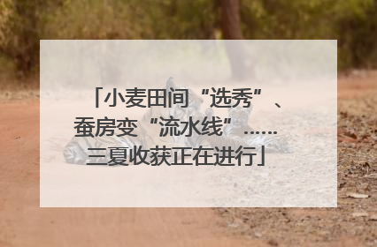 小麦田间“选秀”、蚕房变“流水线”……三夏收获正在进行