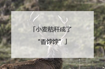 小麦秸秆成了“香饽饽”