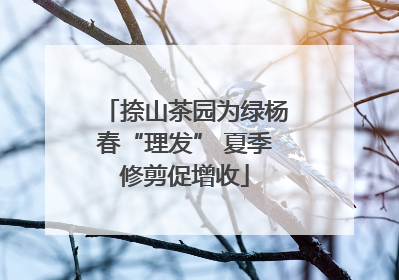 捺山茶园为绿杨春“理发” 夏季修剪促增收