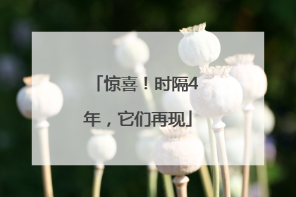 惊喜！时隔4年，它们再现
