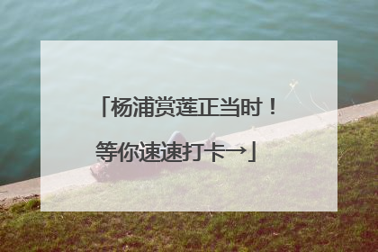 杨浦赏莲正当时！等你速速打卡→
