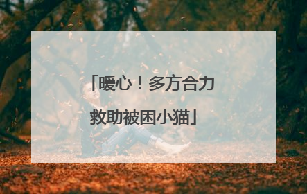 暖心！多方合力救助被困小猫