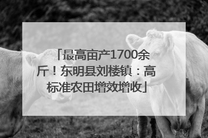 最高亩产1700余斤!东明县刘楼镇:高标准农田增效增收