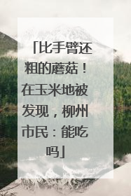 比手臂还粗的蘑菇！在玉米地被发现，柳州市民：能吃吗