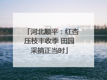 河北顺平：红杏压枝丰收季 田园采摘正当时