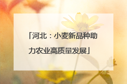 河北：小麦新品种助力农业高质量发展