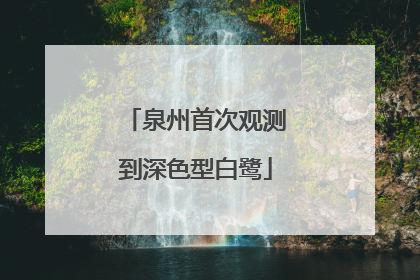 泉州首次观测到深色型白鹭
