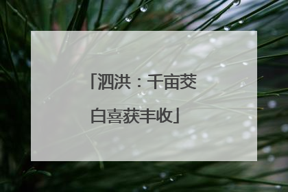 泗洪：千亩茭白喜获丰收