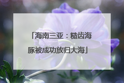 海南三亚：糙齿海豚被成功放归大海