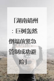 湖南靖州：巨树轰然倒塌前紧急管制成功避险