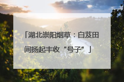 湖北崇阳烟草：白芨田间扬起丰收“号子”
