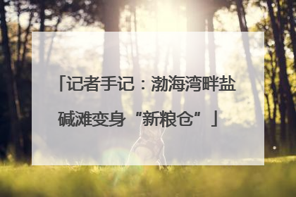 记者手记：渤海湾畔盐碱滩变身“新粮仓”