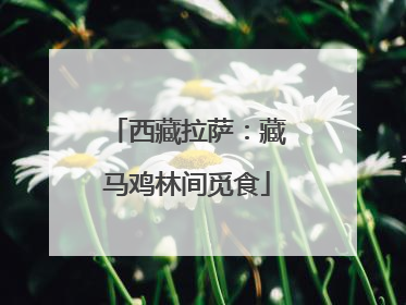 西藏拉萨：藏马鸡林间觅食