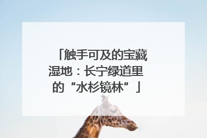 触手可及的宝藏湿地：长宁绿道里的“水杉镜林”