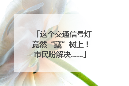 这个交通信号灯竟然“藏”树上！市民盼解决……