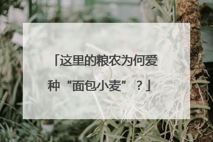 这里的粮农为何爱种“面包小麦”？