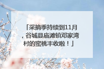 采摘季持续到11月，谷城县庙滩镇邓家湾村的蜜桃丰收啦！