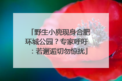野生小麂现身合肥环城公园？专家呼吁：若邂逅切勿惊扰