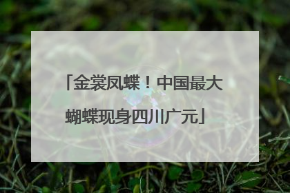 金裳凤蝶！中国最大蝴蝶现身四川广元