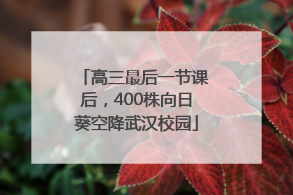 高三最后一节课后，400株向日葵空降武汉校园