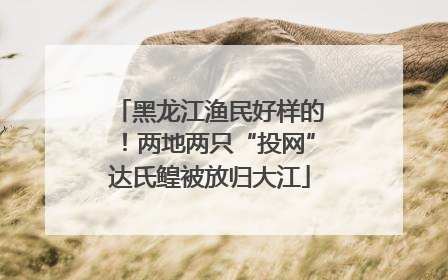 黑龙江渔民好样的！两地两只“投网”达氏鳇被放归大江