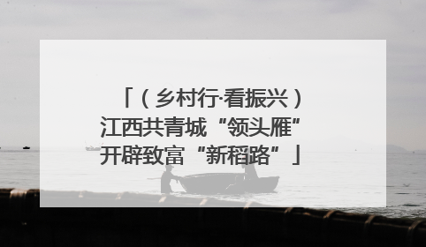 （乡村行·看振兴）江西共青城“领头雁”开辟致富“新稻路”